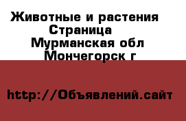  Животные и растения - Страница 2 . Мурманская обл.,Мончегорск г.